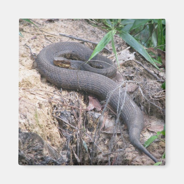 Cottonmouth Snake Bask Magnet (Framsidan)