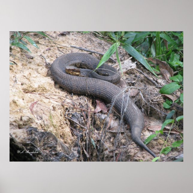 Cottonmouth Snake Bask Poster (Framsidan)