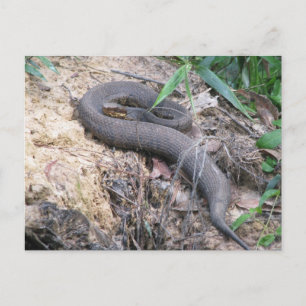 Cottonmouth Snake Bask Vykort