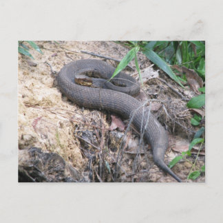 Cottonmouth Snake Bask Vykort