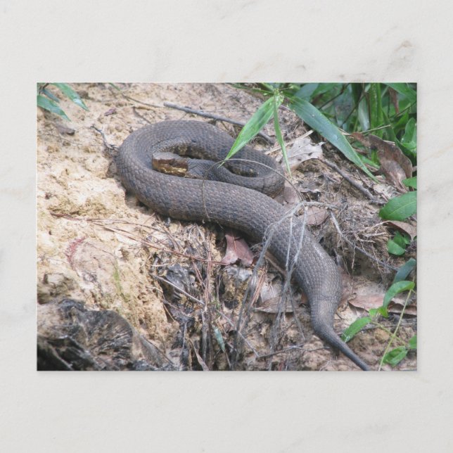 Cottonmouth Snake Bask Vykort (Framsida)