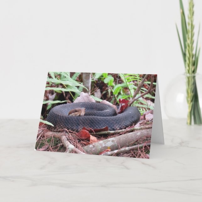 Cottonmouth Snake Greeting Card Kort (Framsida)