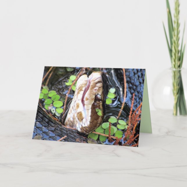 Cottonmouth / Vatten Moccassin Greeting Card Kort (Framsida)