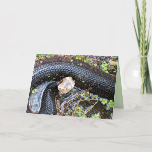 Cottonmouth / Vatten Moccassin Greeting Card Kort