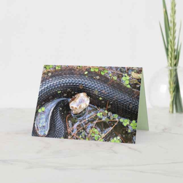 Cottonmouth / Vatten Moccassin Greeting Card Kort (Framsida)