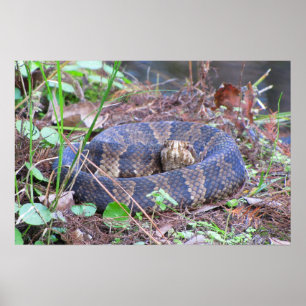 Cottonmouth Vatten Msporn Coil Poster
