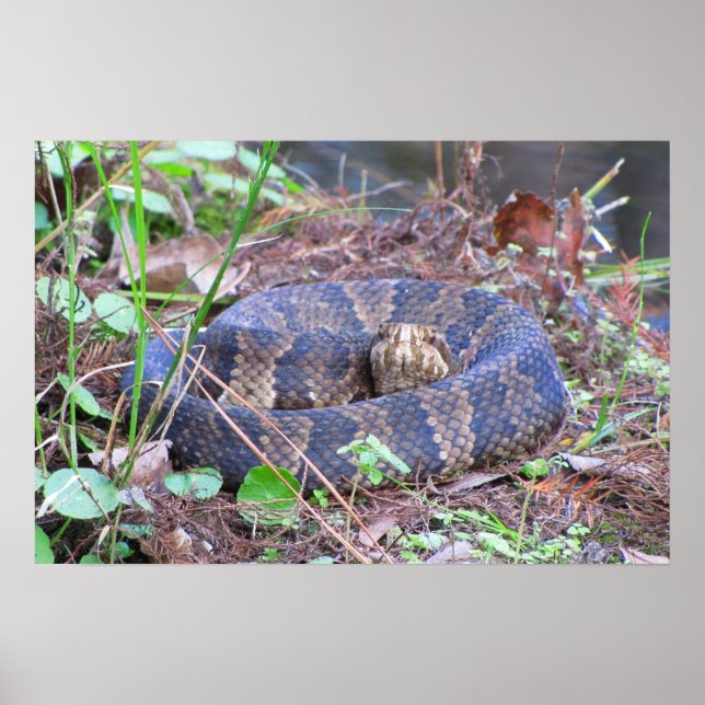 Cottonmouth Vatten Msporn Coil Poster (Framsidan)