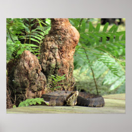 Cottonmouth (Vatten Msporn) Snake on Boardpromenad Poster
