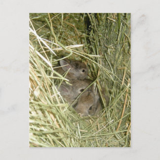 Cottontail Bunnies Vykort