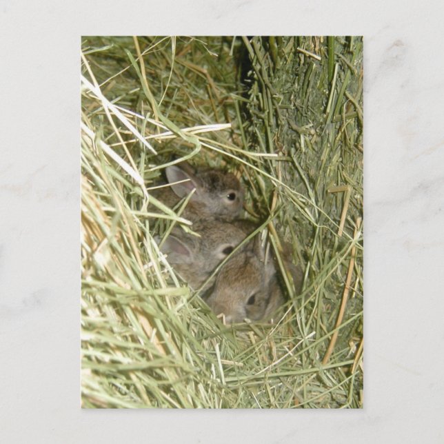 Cottontail Bunnies Vykort (Framsida)