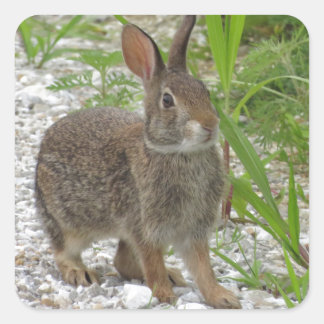 Cottontail Rabbit Fyrkantigt Klistermärke