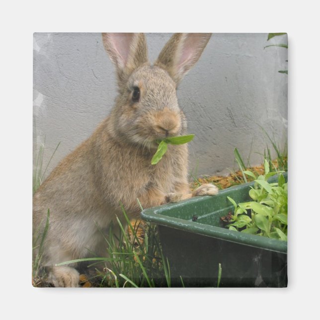 Cottontail Rabbit Magnet (Framsidan)