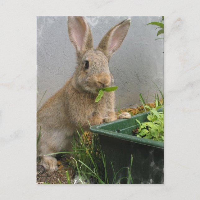 Cottontail Rabbit Postcard Vykort (Framsida)