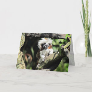 Cottontop Tamarin-hälsningskort Kort