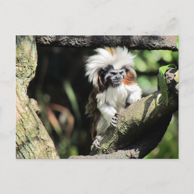 Cottontop Tamarin vykort (Framsida)