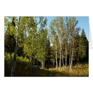 Cottonwood Along Moose Ponds Trail vid Grand Teton Hälsningskort