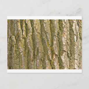 Cottonwood Träd Bark Struktur Vykort