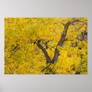 Cottonwood träd i toppläge höst färger i Glacier Poster