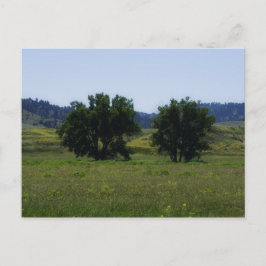 Cottonwood Träd Vykort