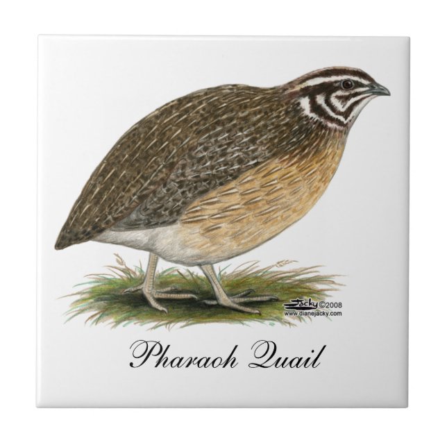 Coturnix Pharaoh Quail Kakelplatta (Framsidan)