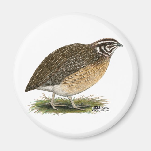 Coturnix Pharaoh Quail Magnet (Framsidan)