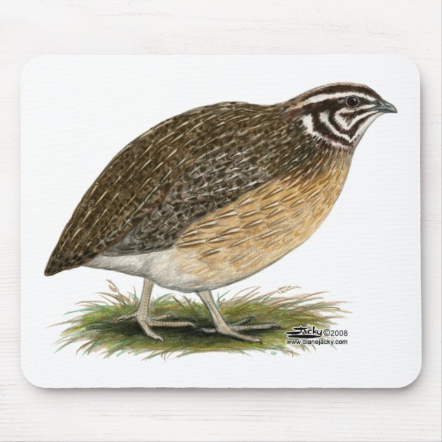 Coturnix Pharaoh Quail Musmatta (Framsidan)