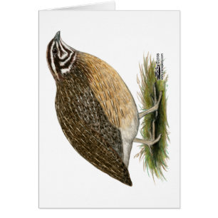 Coturnix Pharaoh Quail OBS Kort