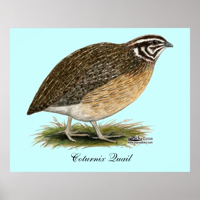 Coturnix Pharaoh Quail Poster (Framsidan)