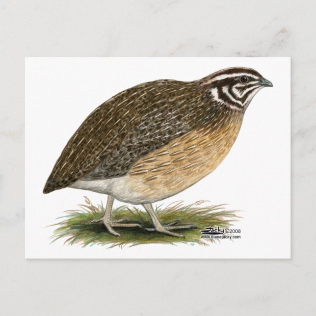 Coturnix Pharaoh Quail Vykort (Framsida)