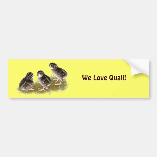 Coturnix Quail-Chickar Bildekal (Framsidan)