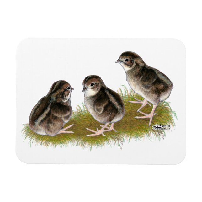 Coturnix Quail-Chickar Magnet (Horisontell)