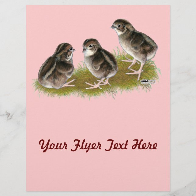 Coturnix Quail-Chickar Reklamblad (Framsidan)