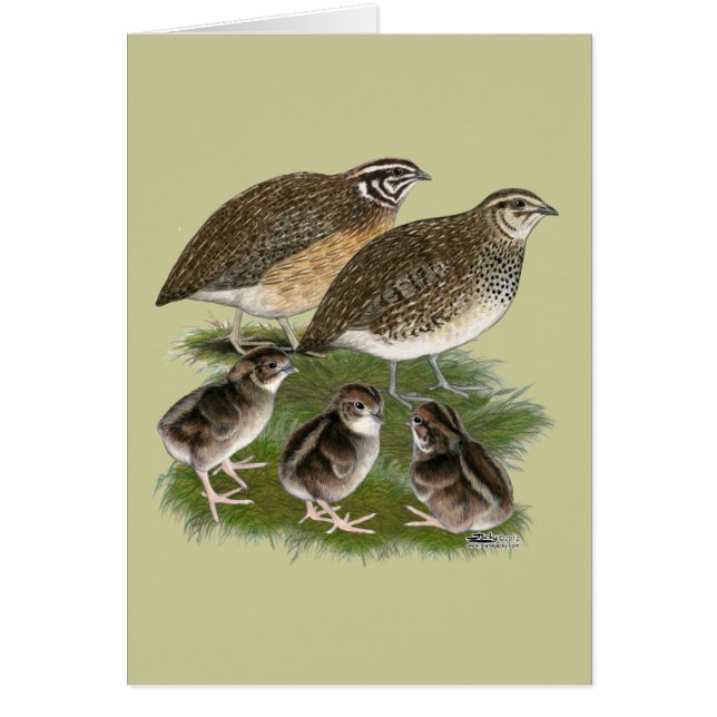 Coturnix Quail Family OBS Kort (Framsidan)