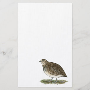 Coturnix Quail Hen Brevpapper