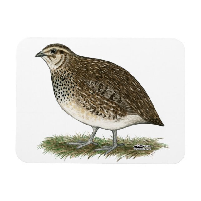 Coturnix Quail Hen Magnet (Horisontell)