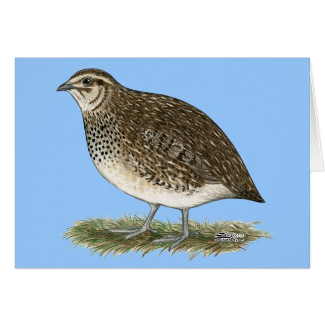 Coturnix Quail Hen OBS Kort (Framsidan Horizontal)