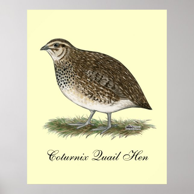 Coturnix Quail Hen Poster (Framsidan)