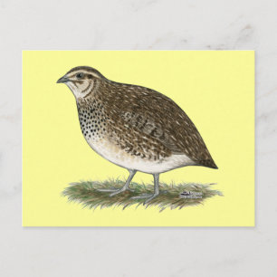 Coturnix Quail Hen Vykort