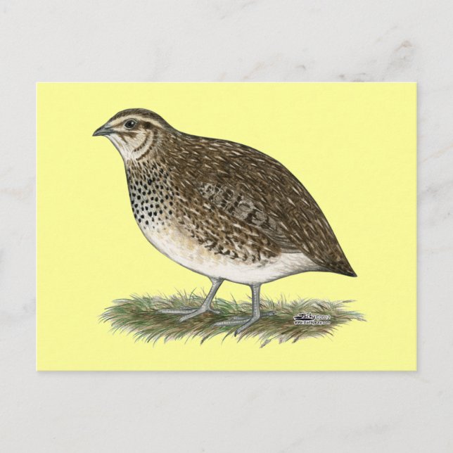Coturnix Quail Hen Vykort (Framsida)