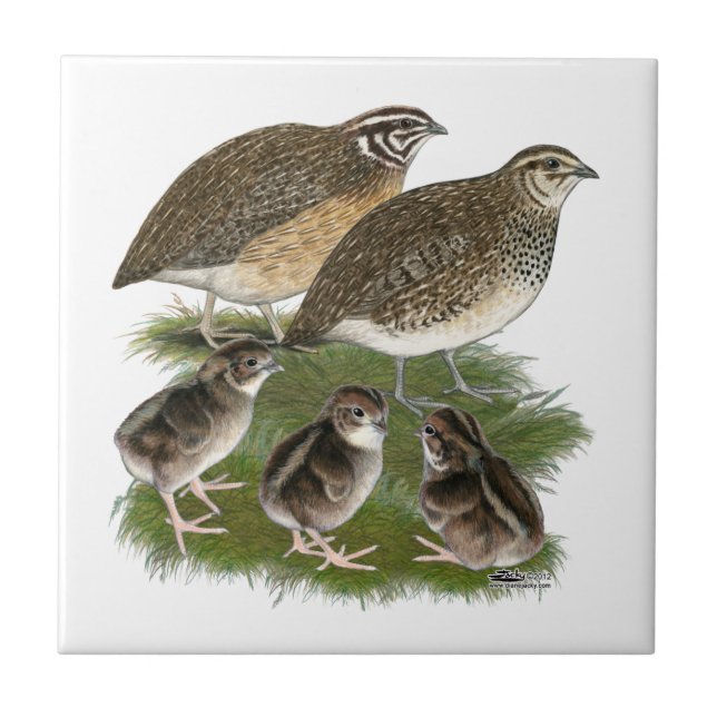 Coturnix Vaktelfamilj Kakelplatta (Framsidan)