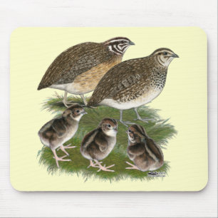 Coturnix Vaktelfamilj Musmatta