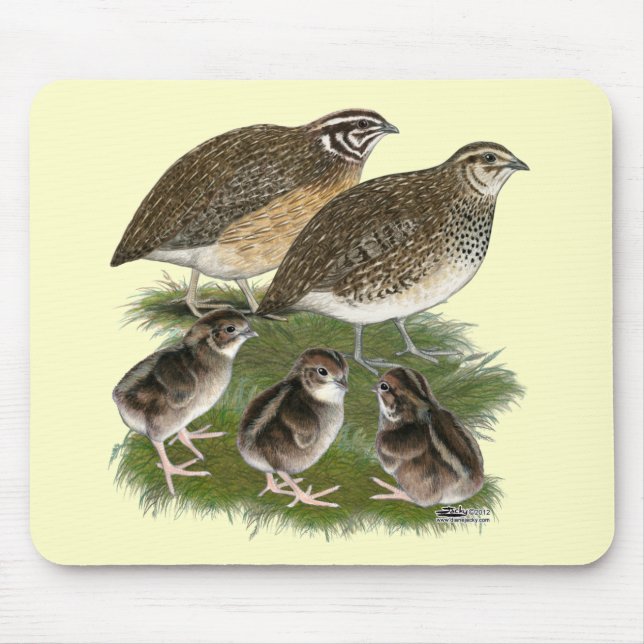 Coturnix Vaktelfamilj Musmatta (Framsidan)