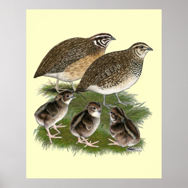 Coturnix Vaktelfamilj Poster (Framsidan)