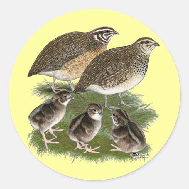 Coturnix Vaktelfamilj Runt Klistermärke (Framsida)