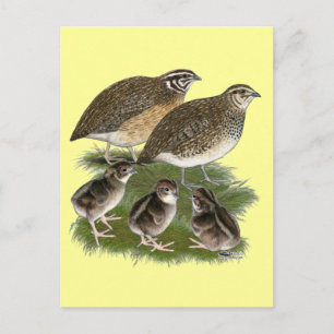 Coturnix Vaktelfamilj Vykort