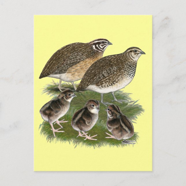 Coturnix Vaktelfamilj Vykort (Framsida)