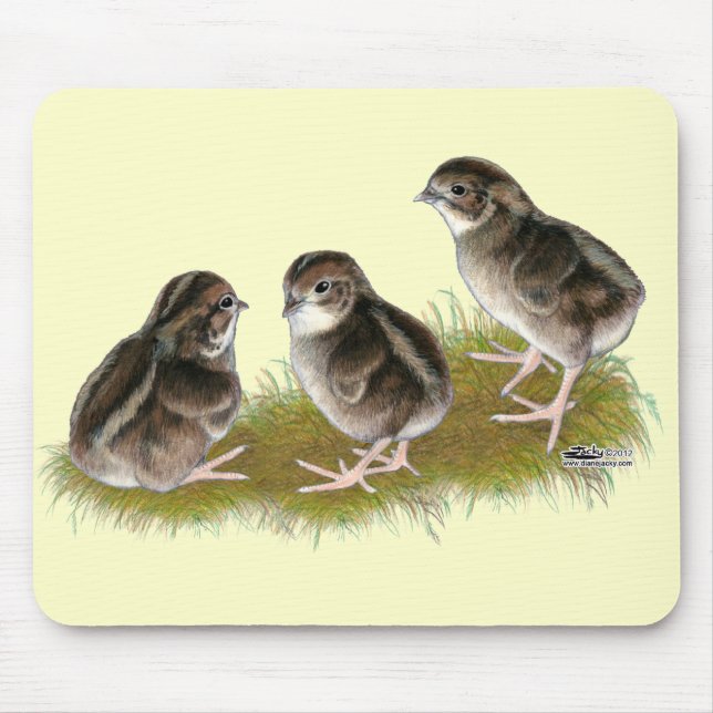 Coturnix-vaktelkycklingar Musmatta (Framsidan)