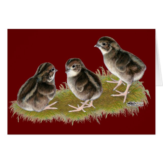 Coturnix-vaktelkycklingar OBS Kort (Framsidan Horizontal)