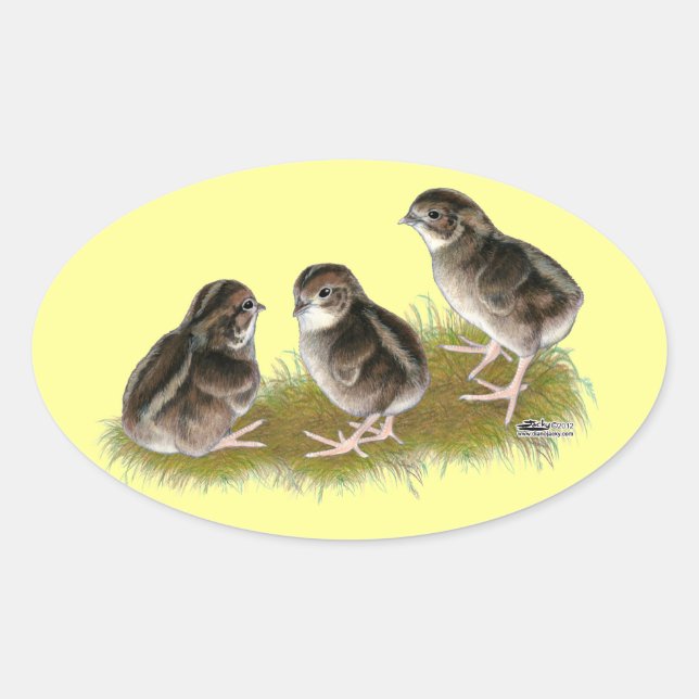 Coturnix-vaktelkycklingar Ovalt Klistermärke (Framsida)
