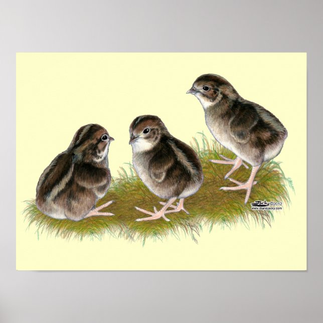 Coturnix-vaktelkycklingar Poster (Framsidan)